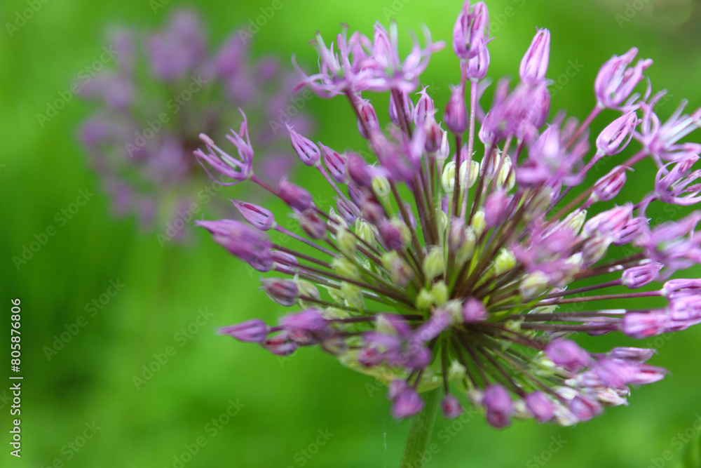 beautiful spring bloom, flowering ornamental onion (Allium), purple flowers in the garden beautiful spring bloom, flowering ornamental onion (Allium), purple flowers in the garden