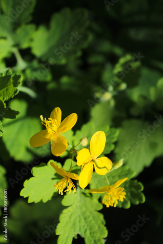 yellow flowers on the background  celandine grass and flowers on blurred natural background  medicinal herbs 