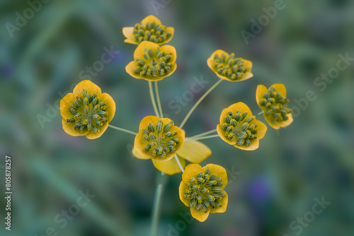 Bupleurum aureum Close up on a blurred background.