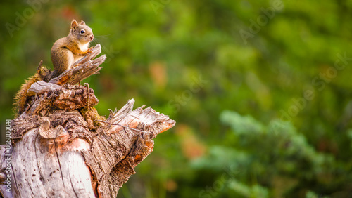 American Red Squirrel (Tamiasciurus hudsonicus) sitting on tree branch, Banff National Park, Alberta, Canada. photo