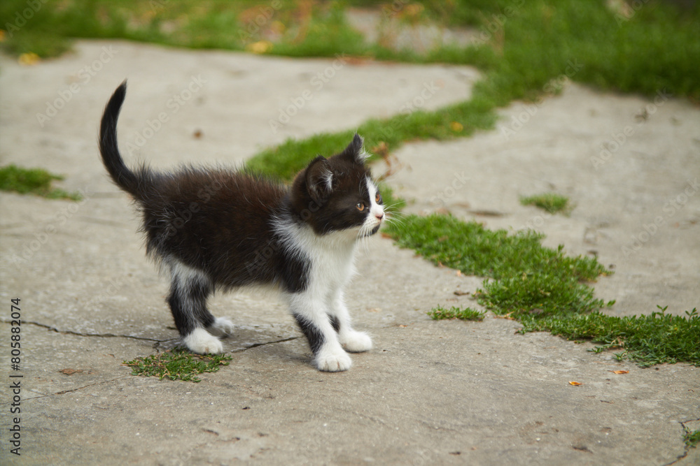 The kitty was frightened and stooped. High quality photo The kitty was frightened and stooped. High quality photo