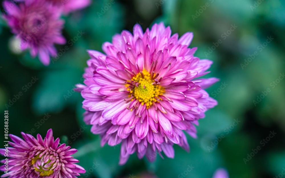 blossom colorful pink flowers in the field blossom colorful pink flowers in the field