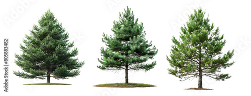 set of pine trees isolated on a transparent background.