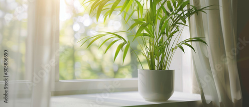 A potted houseplant by a window  basking in soft sunlight  inspiring growth and freshness.