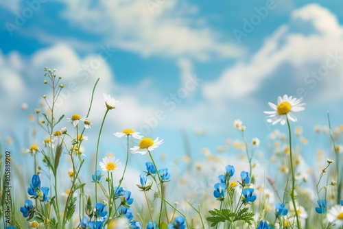 Beautiful meadow flowers and blue wild peas in morning sky, nature landscape close-up macro