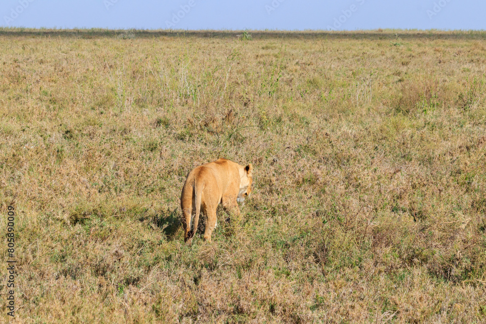 Lioness (Panthera leo) walking in savannah in Serengeti national park, Tanzania Lioness (Panthera leo) walking in savannah in Serengeti national park, Tanzania