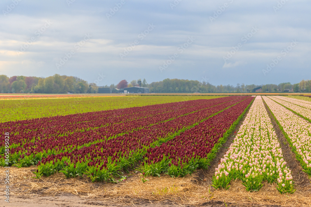 View of the multicolored tulip fields in the Netherlands