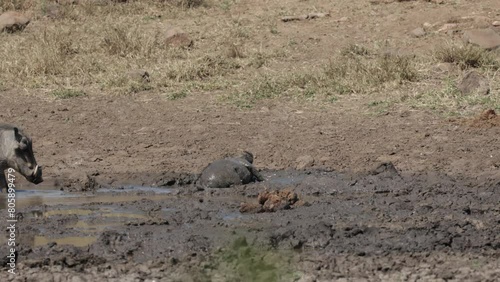 Warthogs and chacma baboons enjoying the waterhole photo