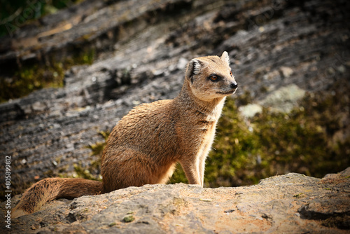 The yellow mongoose sitting on rock