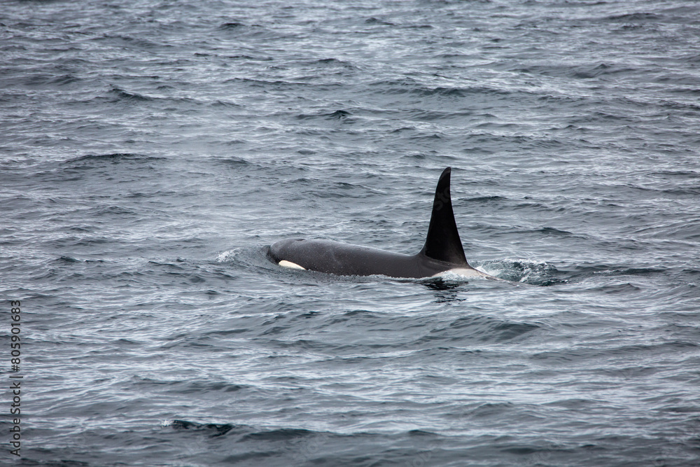 Fototapeta premium Killer whale orca surfacing in the arctic waters
