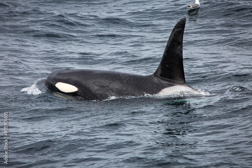Killer whale orca surfacing in the arctic waters © Jan
