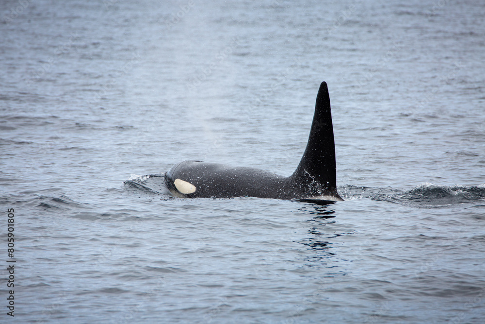 Fototapeta premium Killer whale orca surfacing in the arctic waters