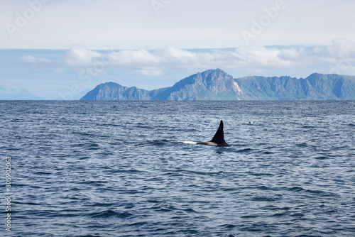 Killer whale orca surfacing in the arctic waters