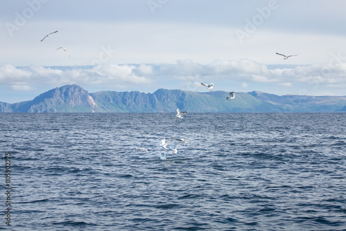 Gulls above the arctic water hunting