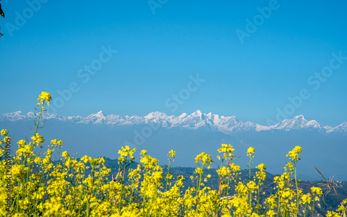 field of yellow mustard farmaland and Mountain range in Nepal. photo