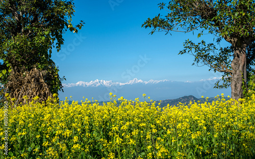 field of yellow mustard farmaland and Mountain range in Nepal. photo