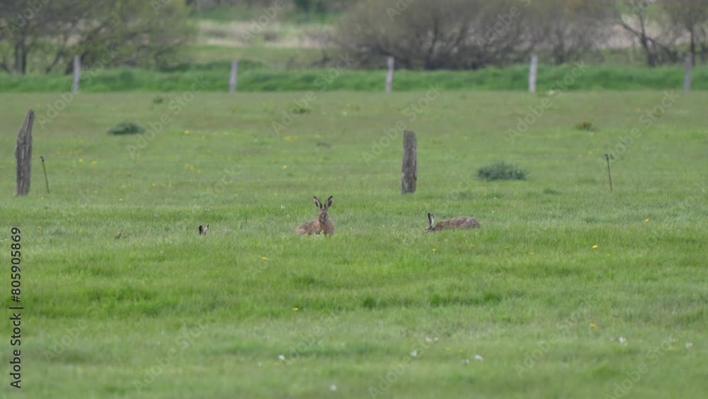 Feldhasen grasen auf einer Wiese am Abend Feldhasen grasen auf einer Wiese am Abend