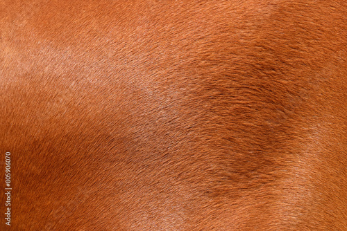 Close-up of a horse's skin in a beautiful brown color. photo