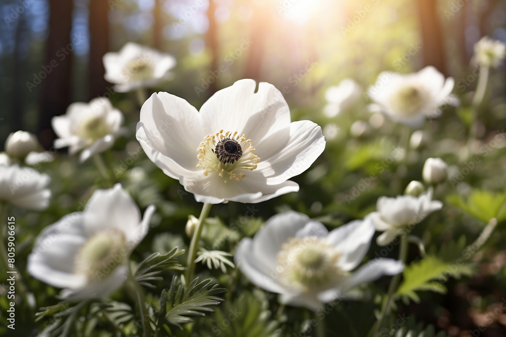 A field of white flowers with green leaves A field of white flowers with green leaves