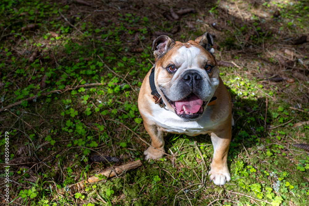 Fototapeta premium English bulldog in nature