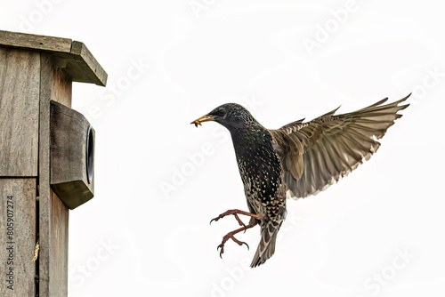 A starling bird at a birdhouse	