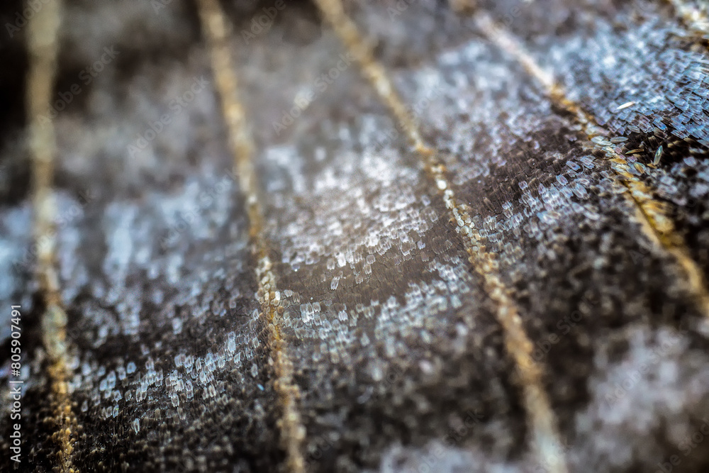 Butterfly wing close-up, macro, details, insects of Ukraine, nature, beauty, cute, microscope Butterfly wing close-up, macro, details, insects of Ukraine, nature, beauty, cute, microscope