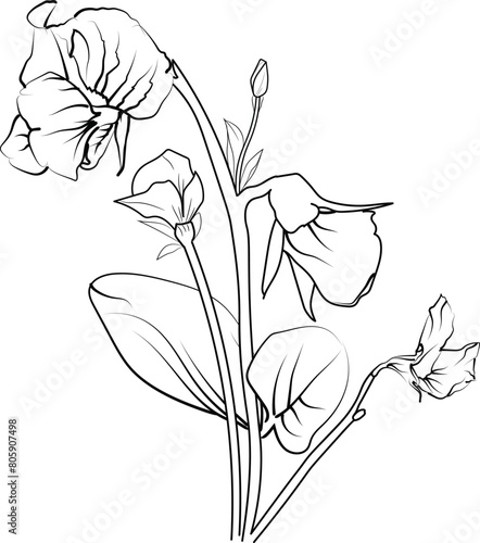 Sweet pea fower drawings, sweet pea flower coloring pages, sweet pea fowers line art, sweet pea botanical illustration, flower coloring pages for adults