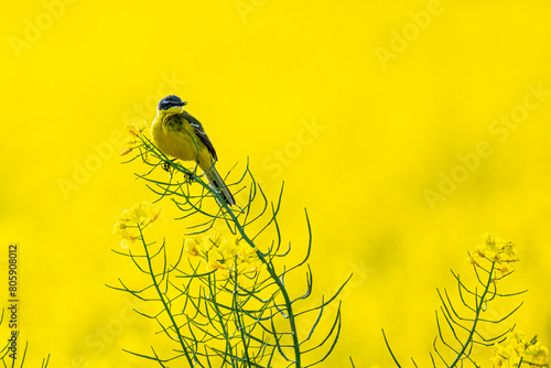 A yellow wagtail in a canola field	