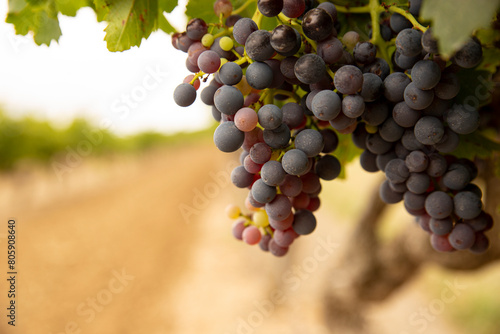grape vines 