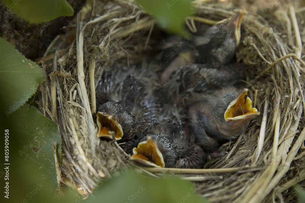birds nest with hungry chicks