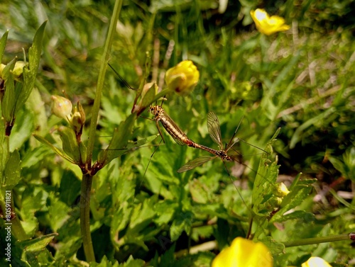 Canvas Print In the green grass between the flowers, sexual intercourse between insects and mosquitoes takes place
