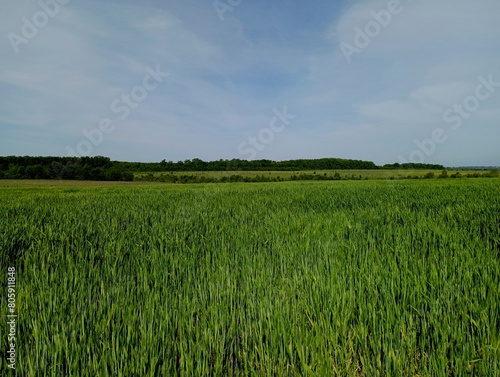 A green wheat field stretches to the horizon under a bright clear blue sky. Agricultural and wheat landscapes with sown fields