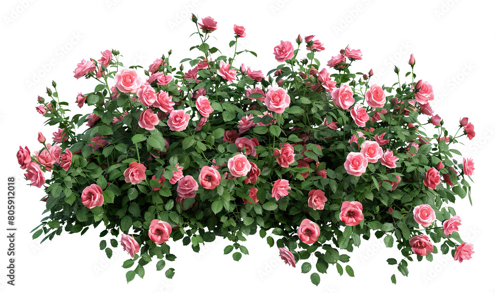 Beautiful pink roses with lush green leaves, cut out