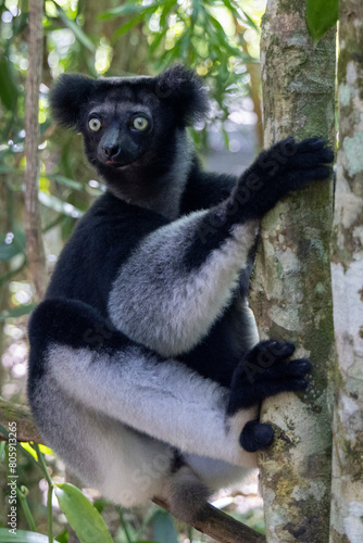 Ein Indri sitzt an einem Baumstamm photo