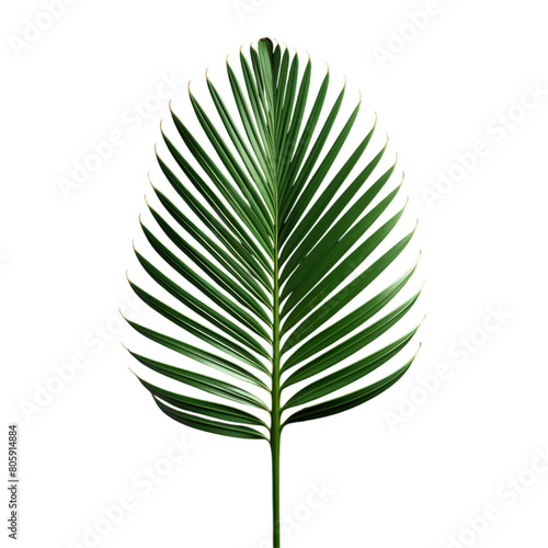 leaf, plant, palm, nature, summer, tree, background, design, transparent, white, foliage, isolated, abstract, tropical, pattern, illustration, decoration, green, graphic, realistic, template, tree