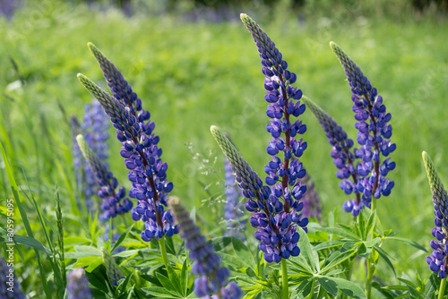 Wildflowers in green grass on the wind. Vibrant purple lupins in bloom. Blurred background.