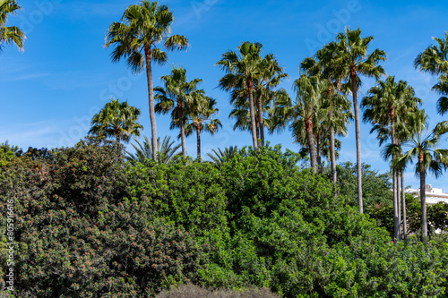 Wallpaper Mural Bright yellow Bougainvillea plant flowers and blue clear sky Torontodigital.ca