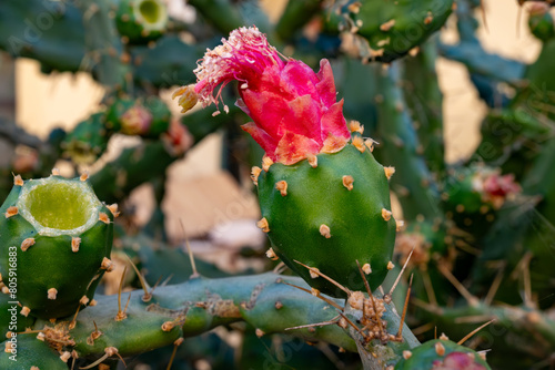 Small green yellow flowers of blossoming cactus plant