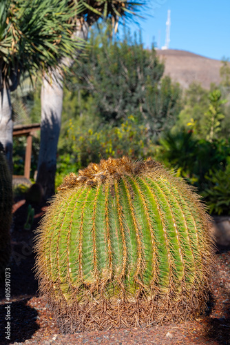 Botanical garden with different tropical succulent plants green cactuses close up