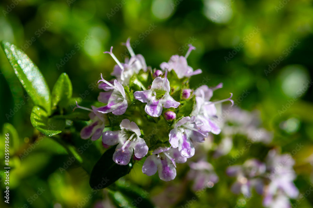 Spring blossom of pink aromatic kitchen herb thyme in garden Spring blossom of pink aromatic kitchen herb thyme in garden