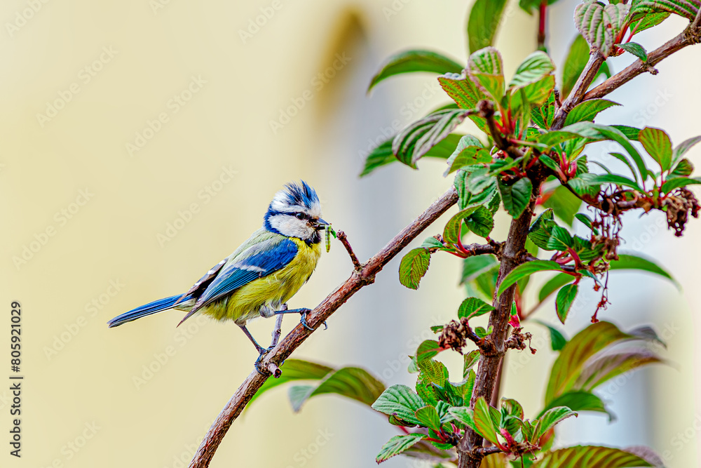 Fototapeta premium Eurasian blue tit (Cyanistes caeruleus) Passerine bird with caterpillars in the beak, feeding the chicks. with blue cap, white cheeks, black Eyestripe's, green blue back, yellow belly and blue wings 