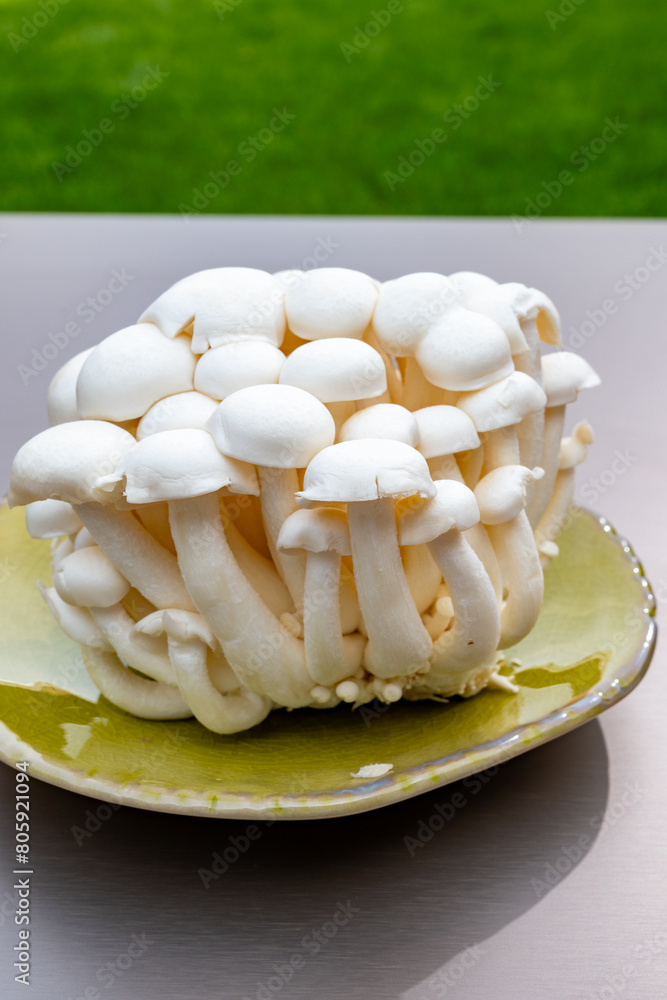 White and brown shimeji edible mushrooms native to East Asia, buna-shimeji is widely cultivated and rich umami tasting compounds White and brown shimeji edible mushrooms native to East Asia, buna-shimeji is widely cultivated and rich umami tasting compounds