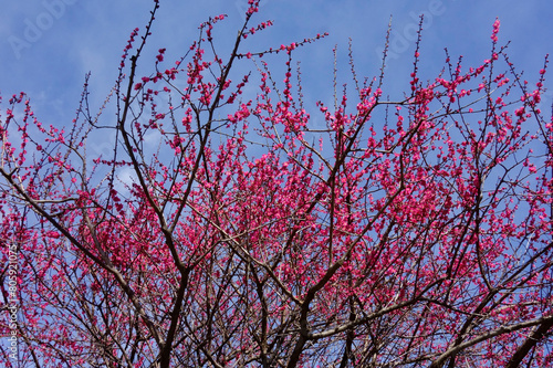 春の青空に映える紅梅の艶やかな花の枝振り