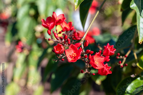 Red flowers of Jatropha flowering plants in spurge family, Euphorbiaceae photo