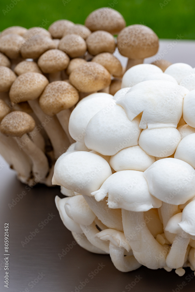 White and brown shimeji edible mushrooms native to East Asia, buna-shimeji is widely cultivated and rich umami tasting compounds