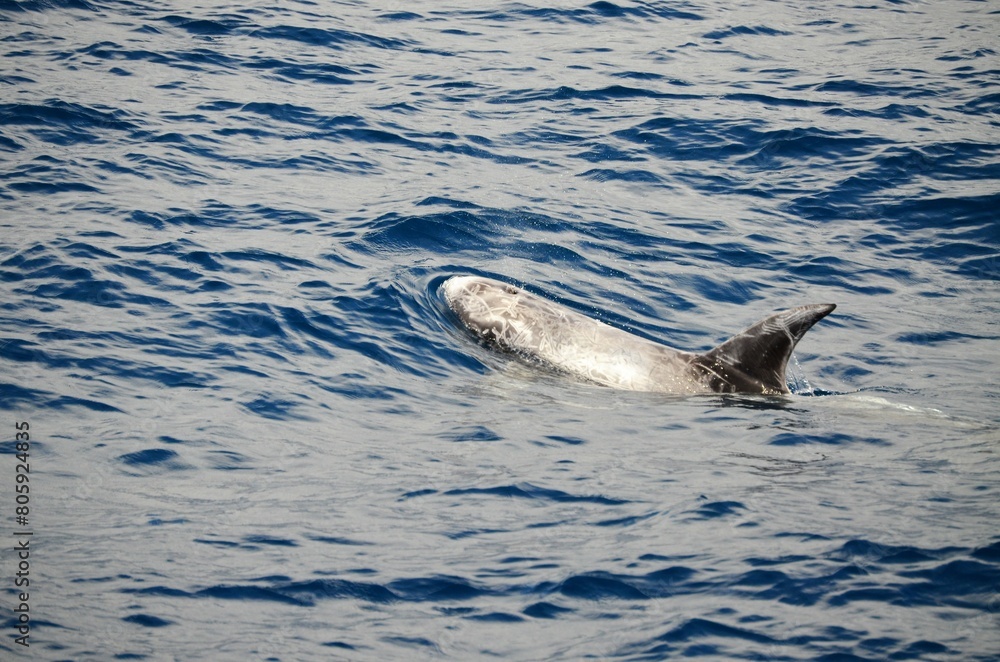 Fototapeta premium Wild delphins near Tenerife swimming