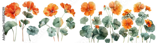 Set of floral watercolor botanical Nasturtium illustration PNG element cut out transparent isolated on white background ,PNG file ,artwork graphic design.