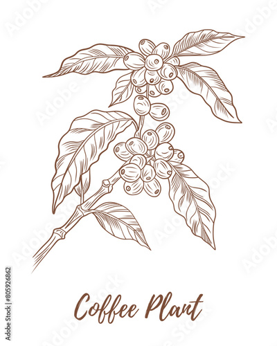 Vector coffee plant with berries beans line art illustration, graphic line coffee plant combination. Coffee berries. Coffee beans. Great for any designs, textile, art, walls, package