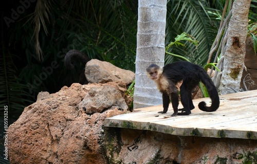 Central American white-faced capuchin (Cebus imitator)