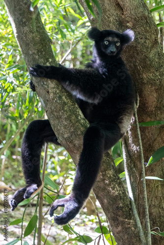 Ein Indri sitzt entspannt auf einem Ast in der Frontale photo